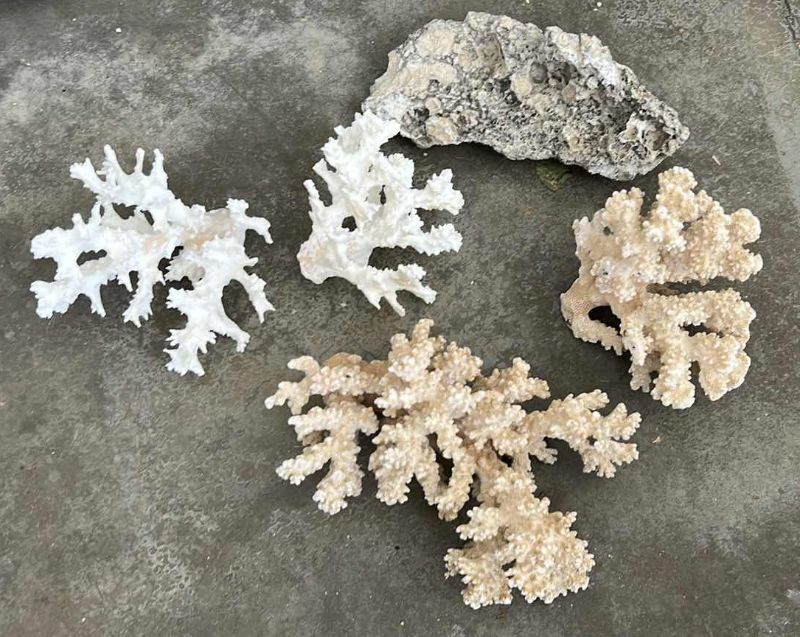 Photo 1 of CORAL COLLECTION