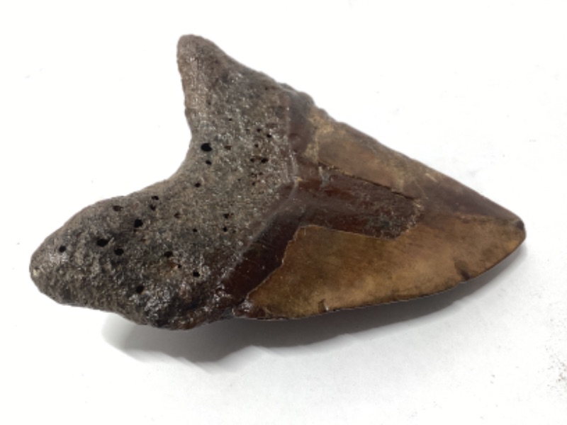 Photo 2 of MEGALODON FOSSILIZED SHARK TOOTH