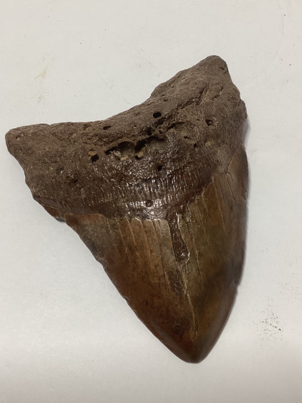 Photo 1 of MEGALODON FOSSILIZED SHARK TOOTH