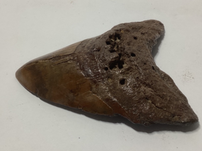 Photo 3 of MEGALODON FOSSILIZED SHARK TOOTH