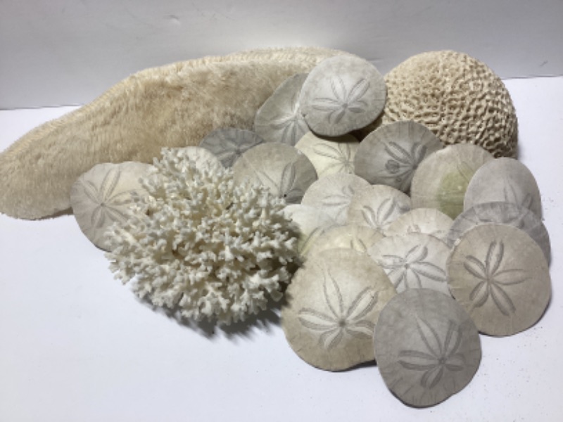 Photo 1 of COLLECTION OF CORAL & SAND DOLLARS 