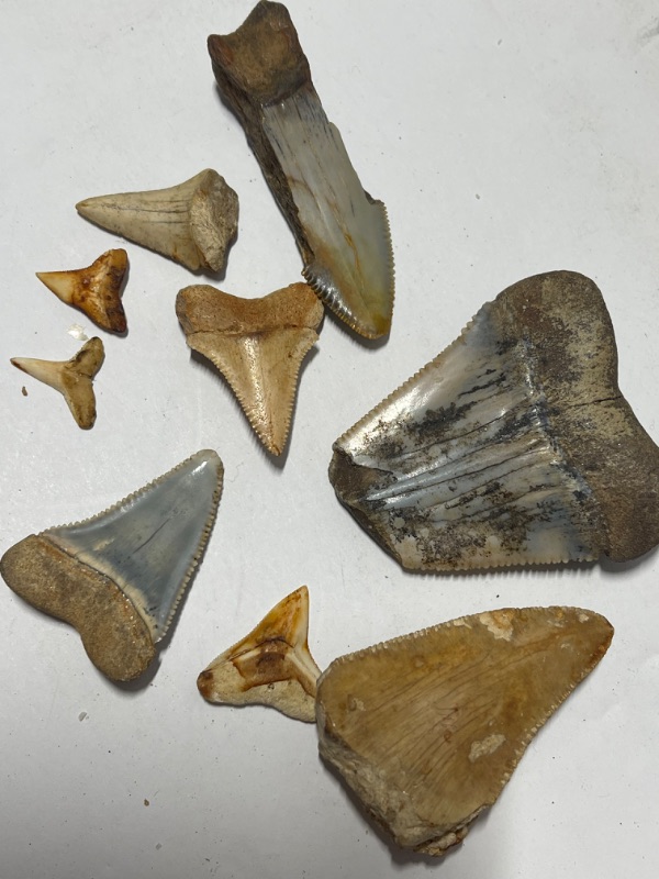 Photo 2 of BABY SHARK TEETH AND MORE