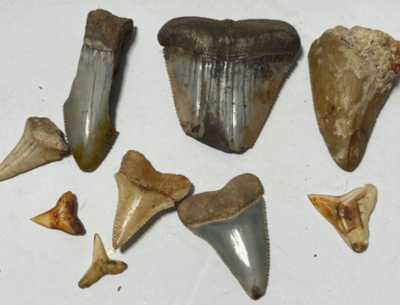 Photo 1 of BABY SHARK TEETH AND MORE
