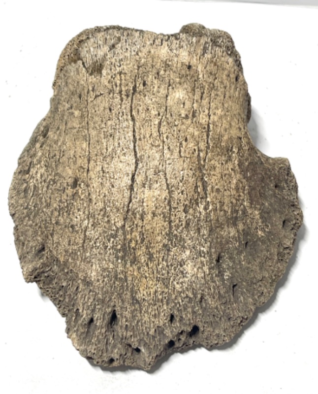 Photo 1 of AUTHENTIC HADROSAUR (EDMONTOSAUR) UNGUAL (CLAW) BONE