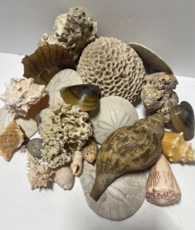 Photo 1 of COLLECTION OF BEAUTIFUL SHELLS AND CORAL