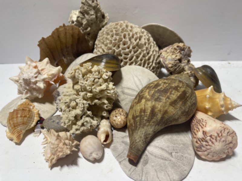 Photo 2 of COLLECTION OF BEAUTIFUL SHELLS AND CORAL