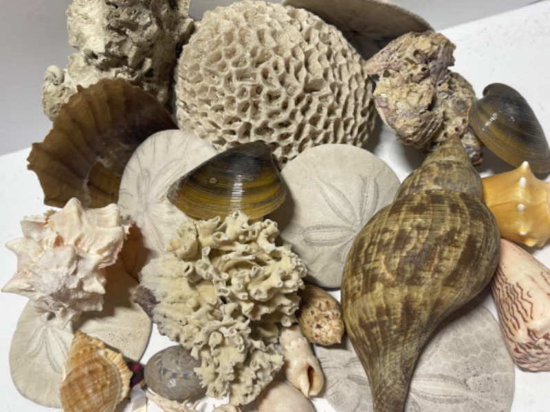 Photo 3 of COLLECTION OF BEAUTIFUL SHELLS AND CORAL