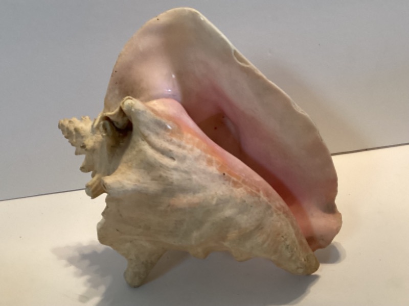 Photo 1 of CONCH SEA SHELL