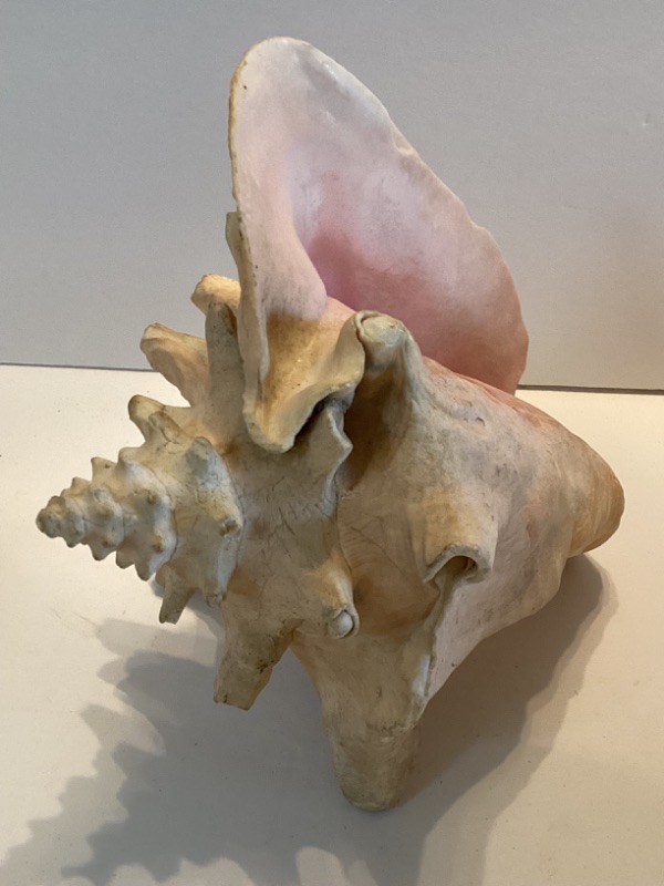 Photo 4 of CONCH SEA SHELL