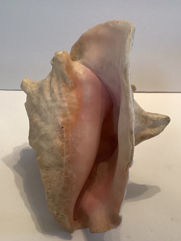 Photo 3 of CONCH SEA SHELL