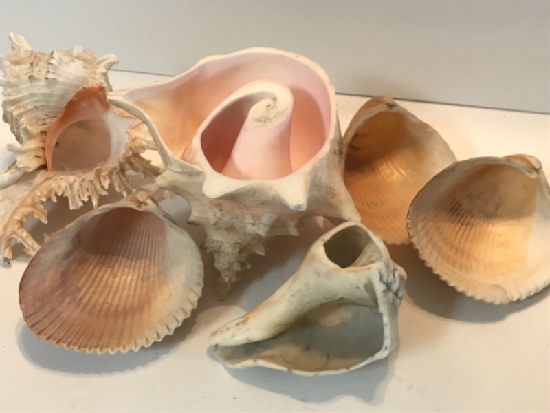 Photo 2 of ASSORTED SHELL COLLECTION