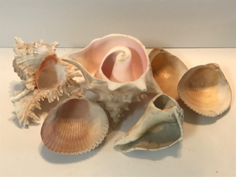 Photo 1 of ASSORTED SHELL COLLECTION