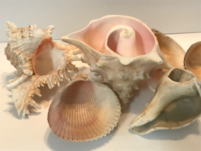 Photo 3 of ASSORTED SHELL COLLECTION