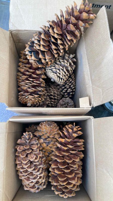 Photo 1 of PINECONES VARIETY OF DIFFRENT SIZES 2 BOXES 