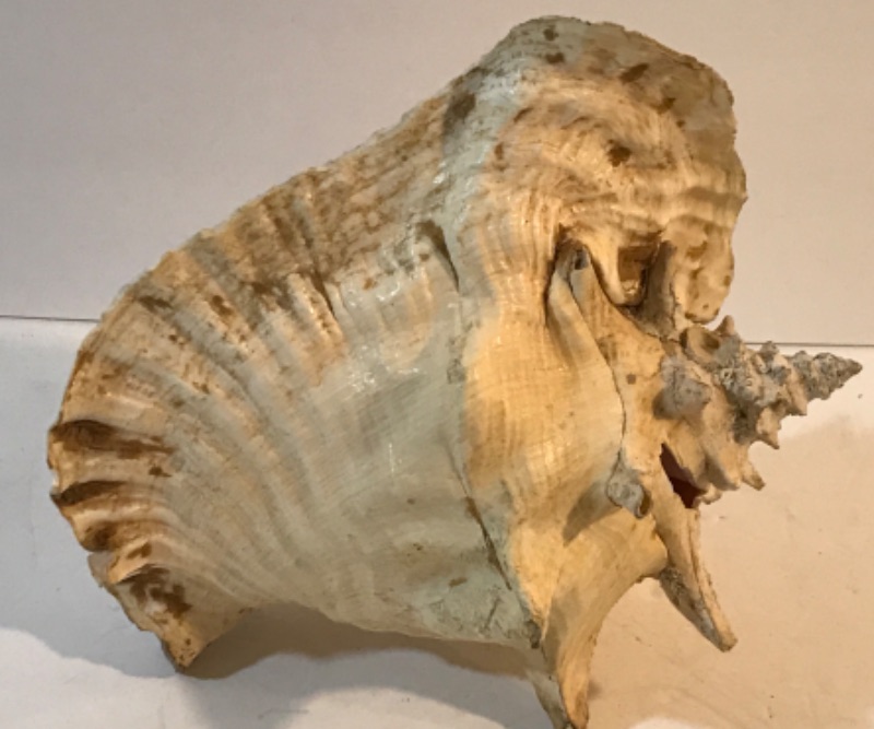 Photo 6 of  VINTAGE EXTRA LARGE QUEEN CONCH SHELL  & MORE 