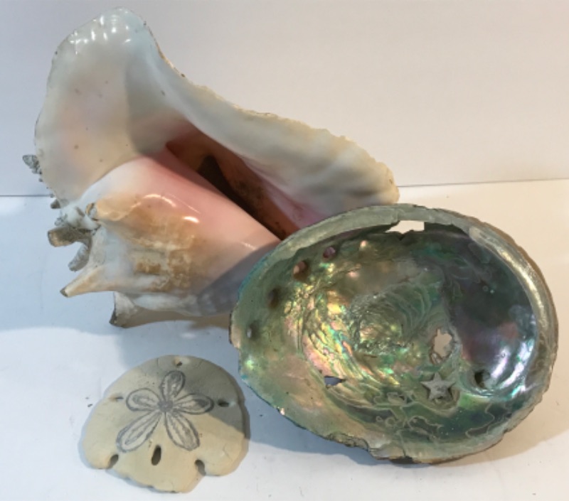 Photo 1 of  VINTAGE EXTRA LARGE QUEEN CONCH SHELL  & MORE 