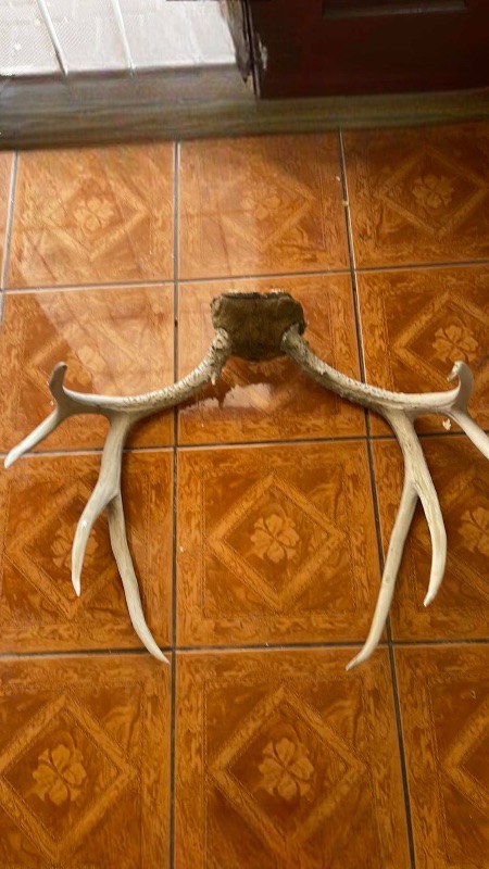 Photo 3 of ELK ANTLERS 