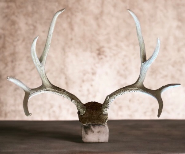 Photo 1 of ELK ANTLERS 