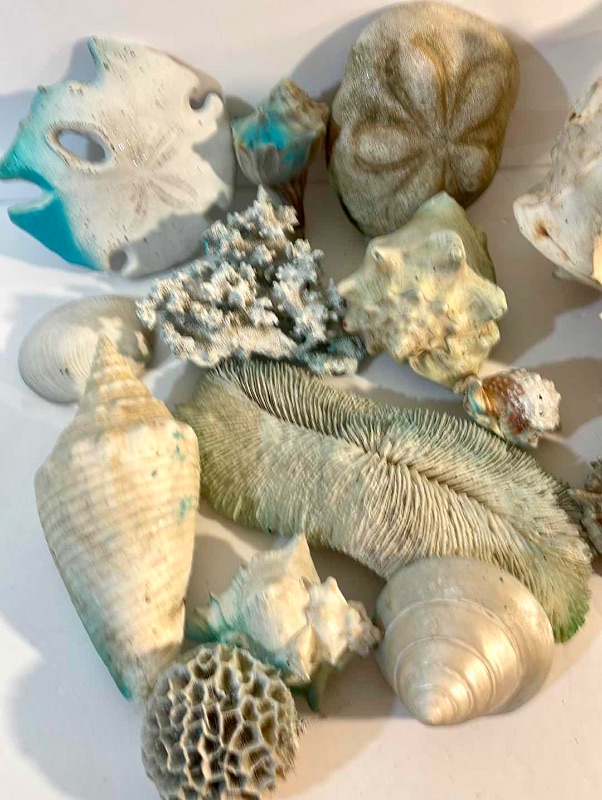 Photo 3 of SHELL COLLECTION 