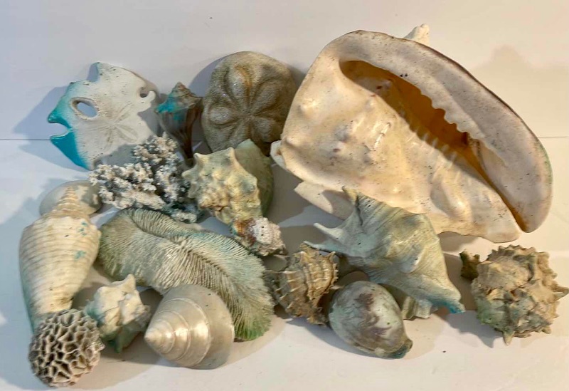 Photo 1 of SHELL COLLECTION 