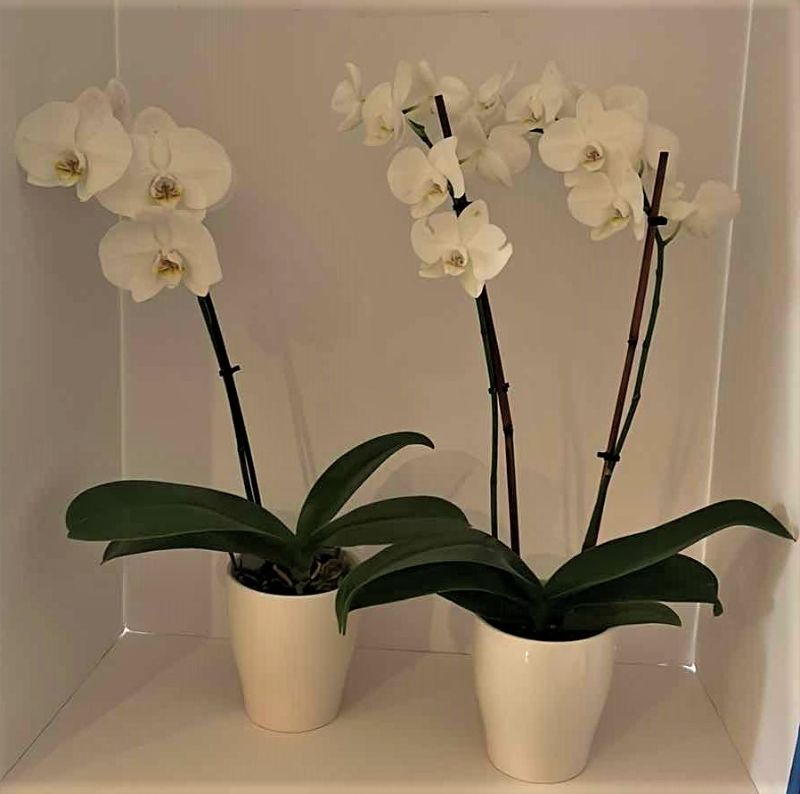 Photo 5 of 2 LIVING WHITE ORCHIDS IN WHITE CERAMIC POTS H25”