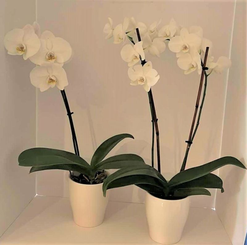 Photo 1 of 2 LIVING WHITE ORCHIDS IN WHITE CERAMIC POTS H25”