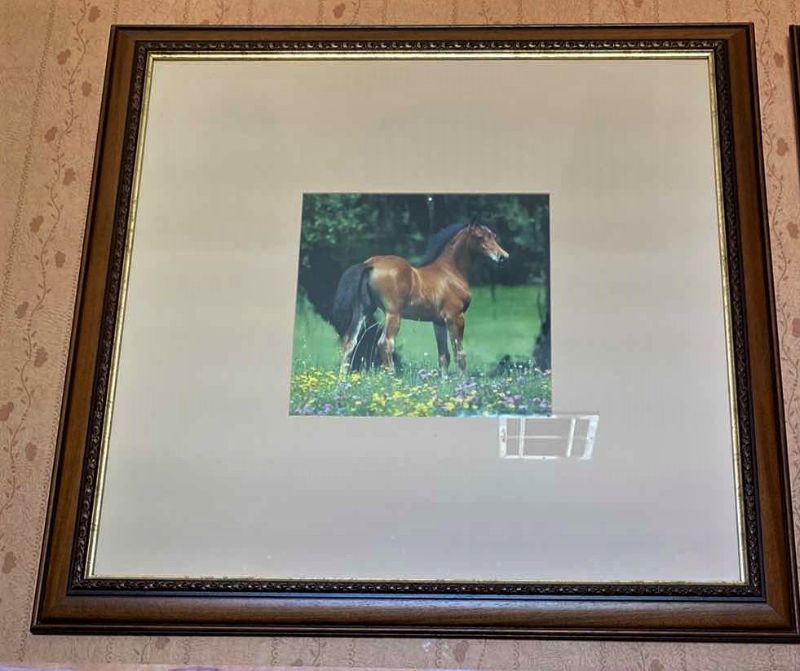 Photo 1 of FRAMED AND MATTED HORSE PHOTO ARTWORK 32“ x 32“