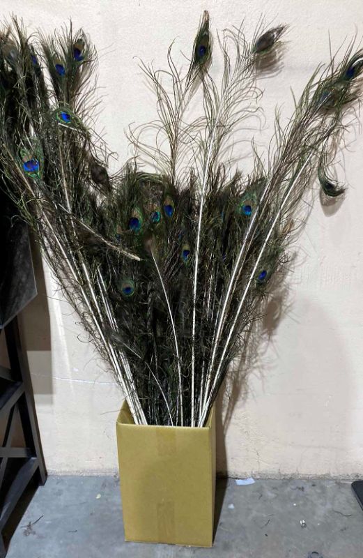 Photo 1 of PEACOCK FEATHERS SIZES RANGE FROM 36” to 50”