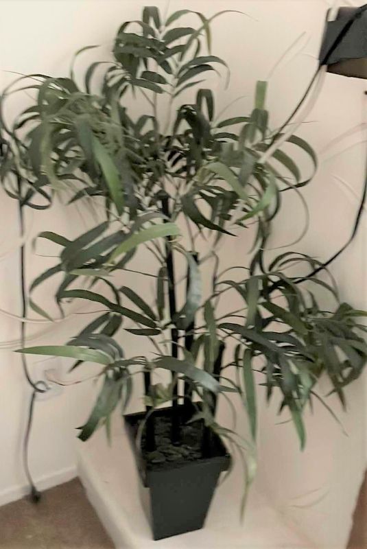 Photo 1 of FAUX BAMBOO TREE 4ft