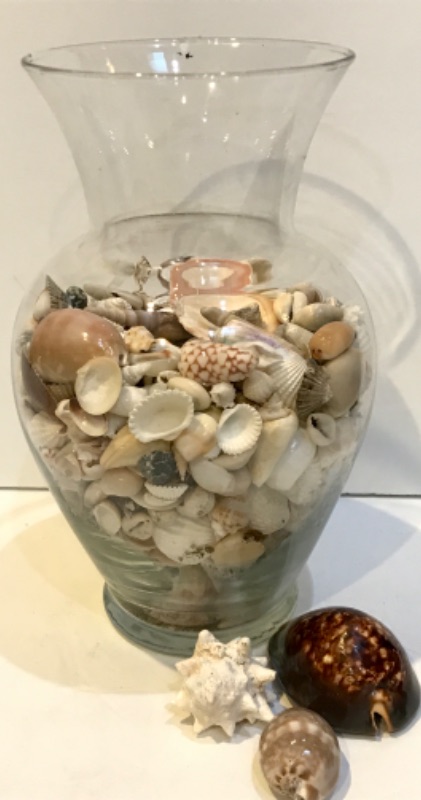 Photo 1 of ELEGANT BEACH THEMED VASE WITH SHELLS