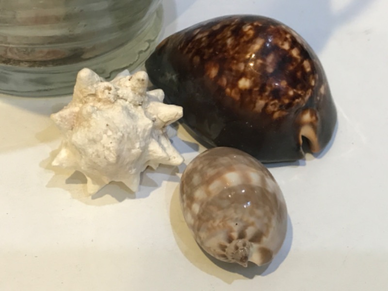 Photo 2 of ELEGANT BEACH THEMED VASE WITH SHELLS