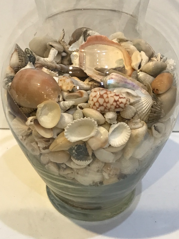 Photo 3 of ELEGANT BEACH THEMED VASE WITH SHELLS