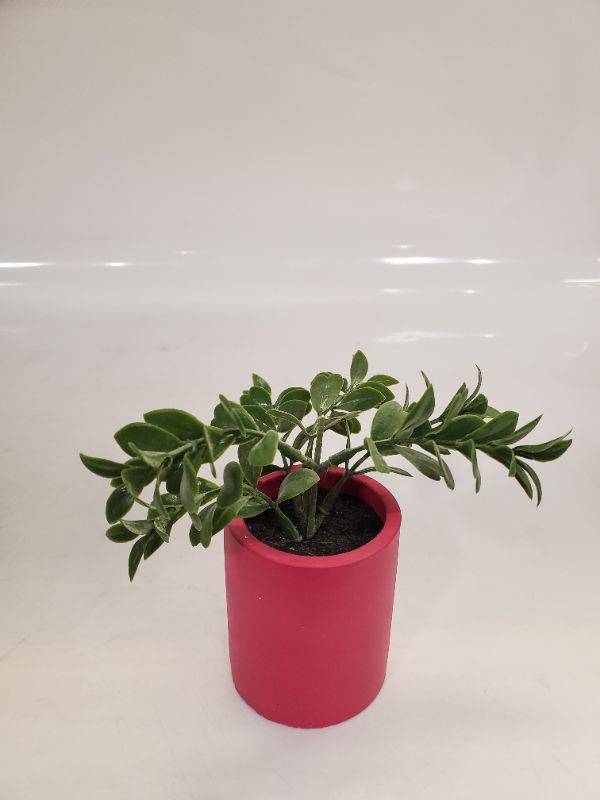 Photo 1 of Artificial Plant - Dimensions: 3" Fuchsia pot - 6" plant 