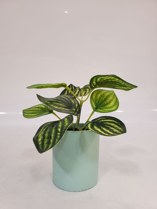 Photo 1 of Artificial Plant - Dimensions: 3" light teal pot - 5" plant 