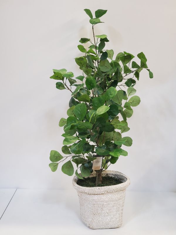 Photo 3 of Threshold designed with Studio McGee -  Small Triangle Ficus Tree - 37"H