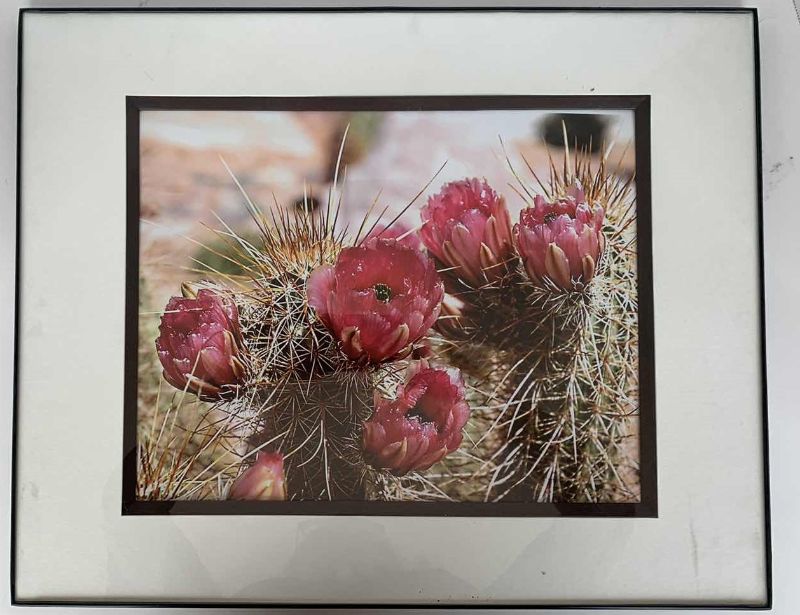 Photo 1 of PINK DESERT FLOWERS, 20”x16”