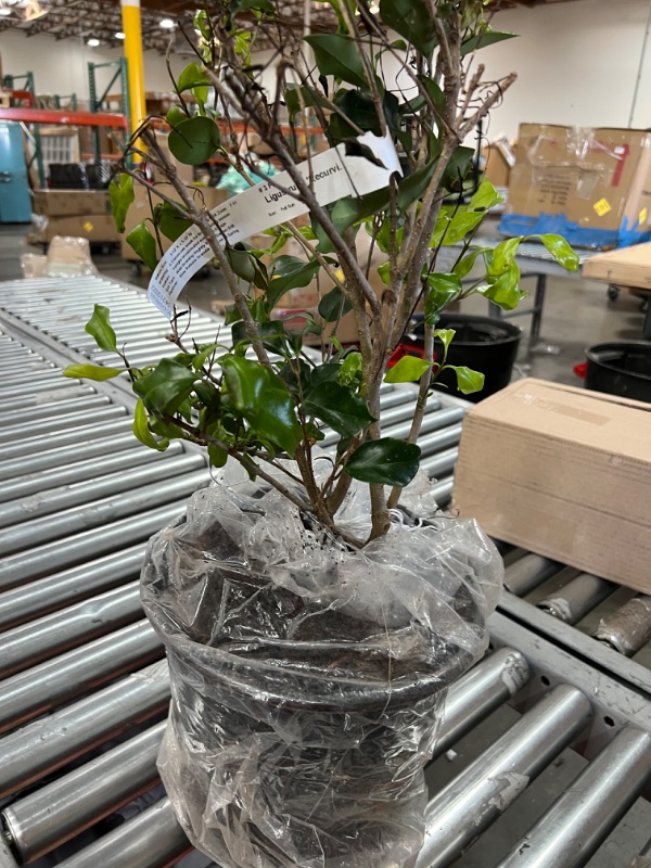 Photo 5 of 7 Gal. Ligustrum Recurvifolium Privet Shrub with Dark Green Foliage 
5-12FT