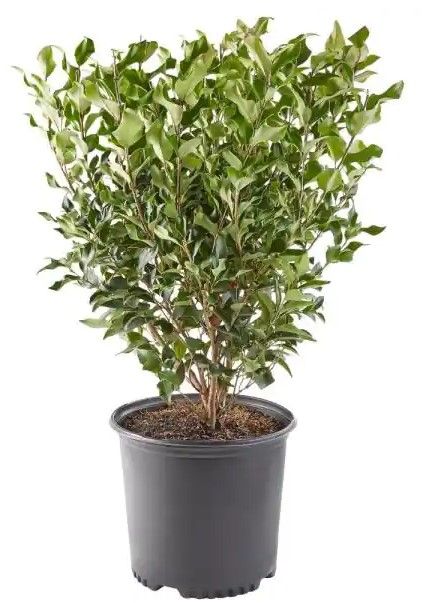 Photo 1 of 7 Gal. Ligustrum Recurvifolium Privet Shrub with Dark Green Foliage 
5-12FT