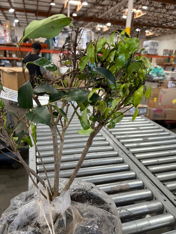 Photo 5 of 7 Gal. Ligustrum Recurvifolium Privet Shrub with Dark Green Foliage 
5-12FT