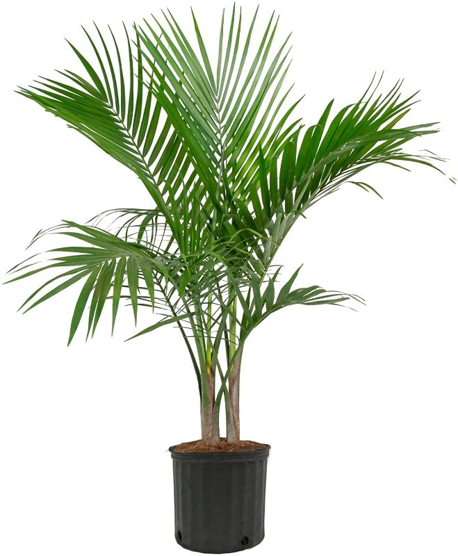 Photo 1 of ***BROKEN BRANCH***Nearly Natural 4ft. Golden Cane Palm Artificial Tree, Green
