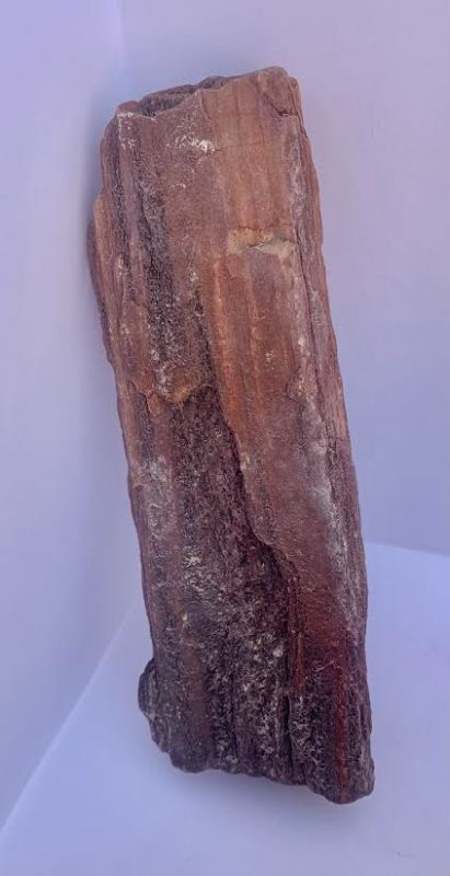 Photo 5 of PLASTER VASE WITH 4 PIECES OF PETRIFIED WOOD LONGEST IS 7" 