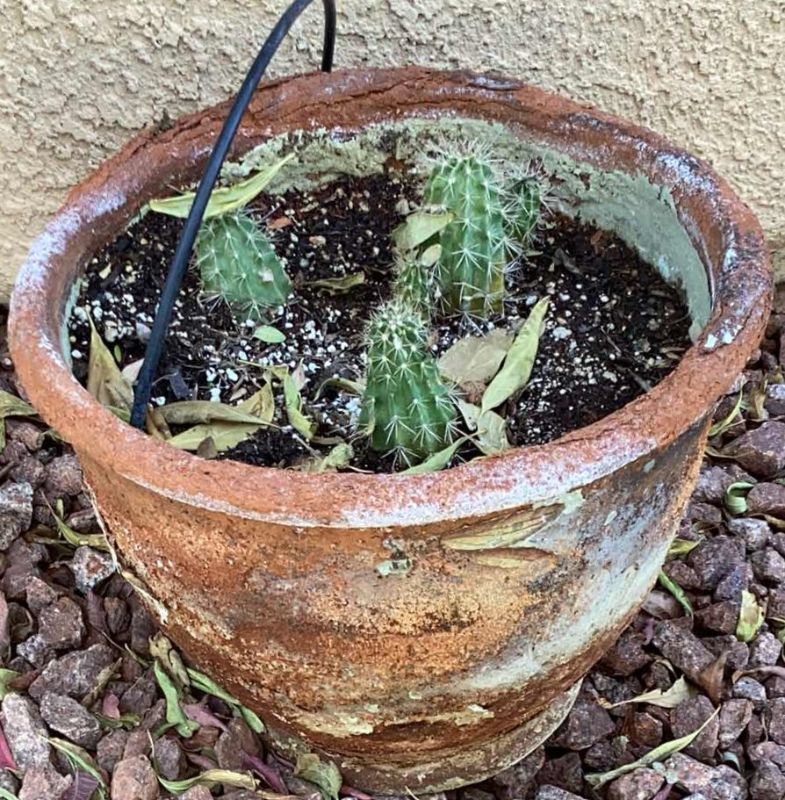 Photo 1 of CACTUS IN TERRA COTTA POT 14” X H12”