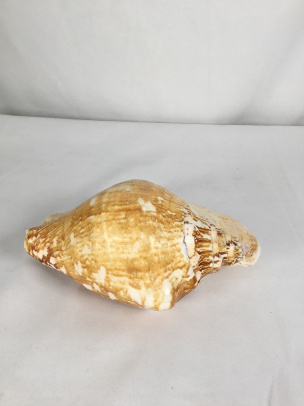 Photo 1 of SHELL CONCH MEDIUM APPROXIMATE SIZE 6.75X5.25X3H NEW