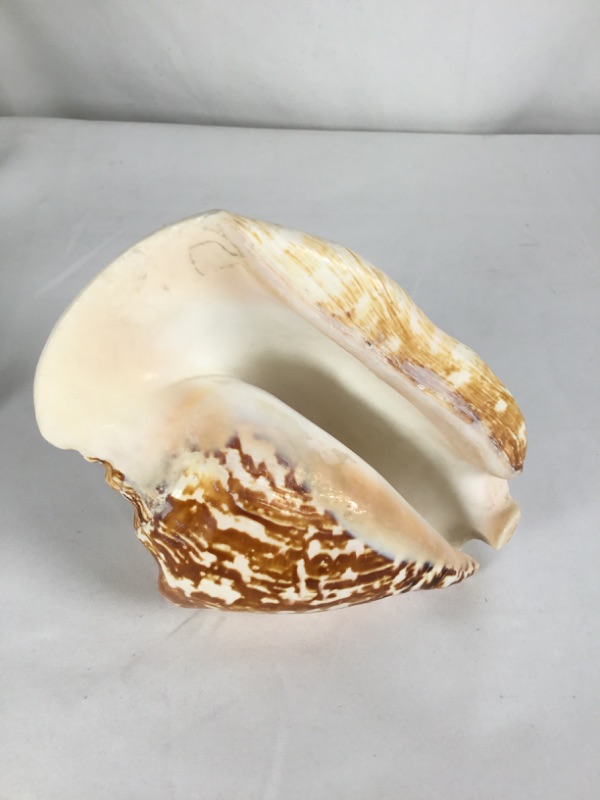 Photo 2 of SHELL CONCH MEDIUM APPROXIMATE SIZE 6.75X5.25X3H NEW