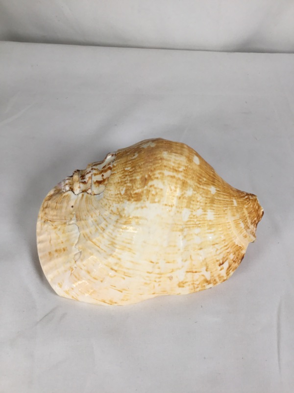 Photo 3 of SHELL CONCH MEDIUM APPROXIMATE SIZE 6.75X5.25X3H NEW