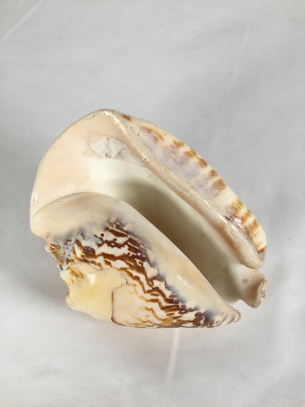 Photo 2 of SHELL CONCH SMALL  APPROXIMATE NEW