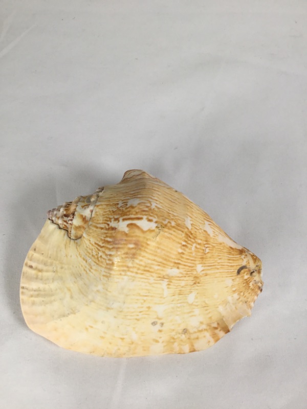 Photo 1 of SHELL CONCH SMALL  APPROXIMATE NEW