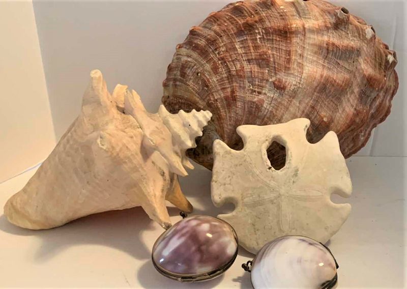 Photo 1 of 5 PIECE SHELL ASSORTMENT