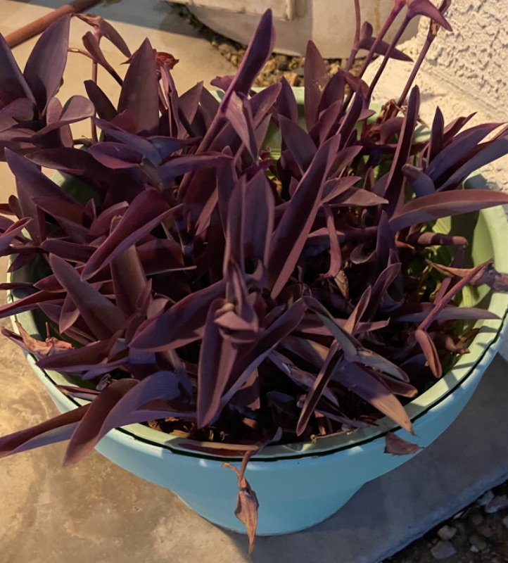 Photo 2 of PURPLE HEART POTTED PLANT