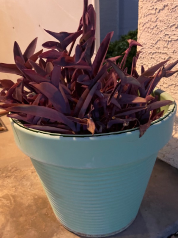 Photo 1 of PURPLE HEART POTTED PLANT